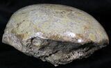 Thick Polished Fossil Coral Head - Morocco #22346-1